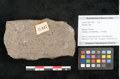 Foto (Objekt + Etikett) von Plantae indet.  (NHMW-GEO-2024-0188-11447)